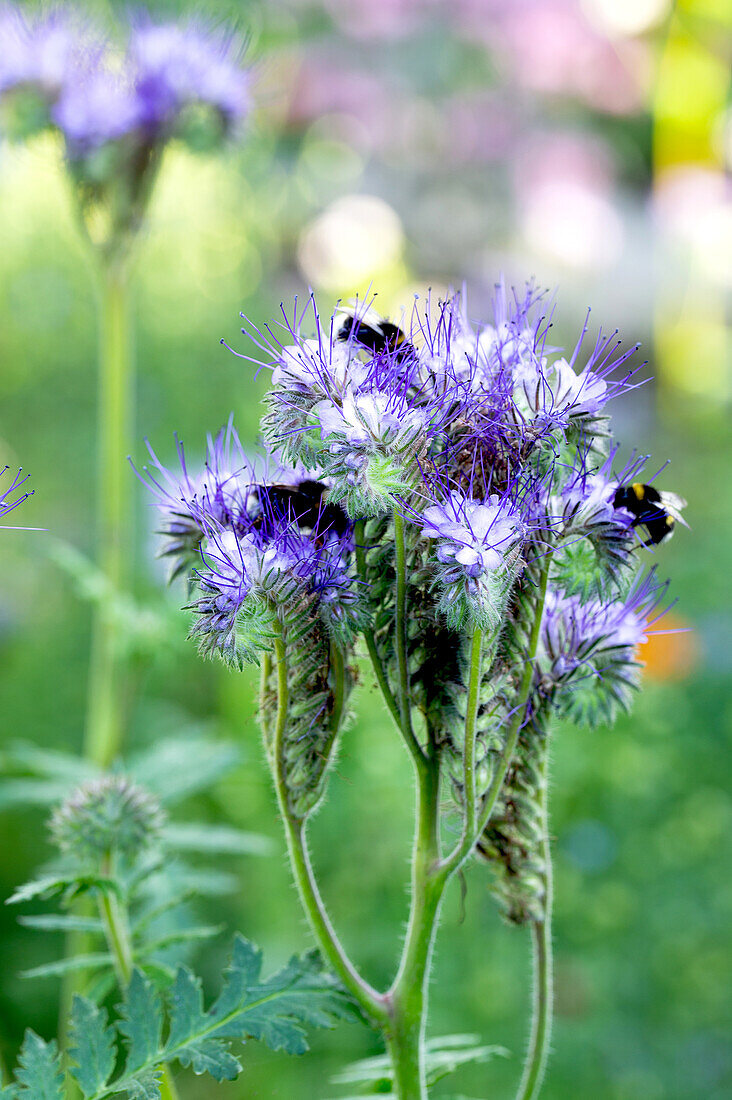 Blue phacelia (Phacelia) in the garden