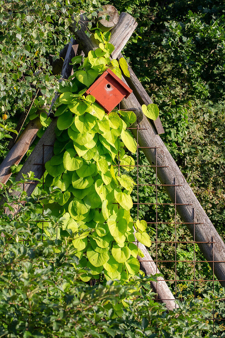 Lattice for climbing plant and bird house on an old swing frame