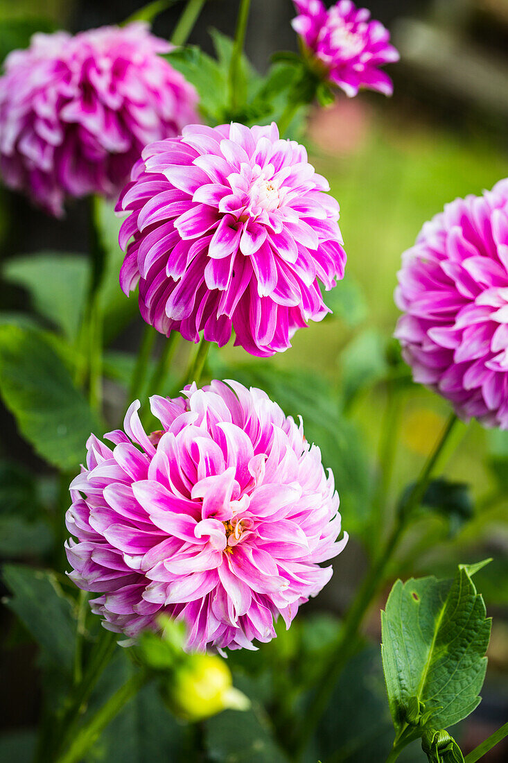 Flowering dahlias in a garden (Dahlia)