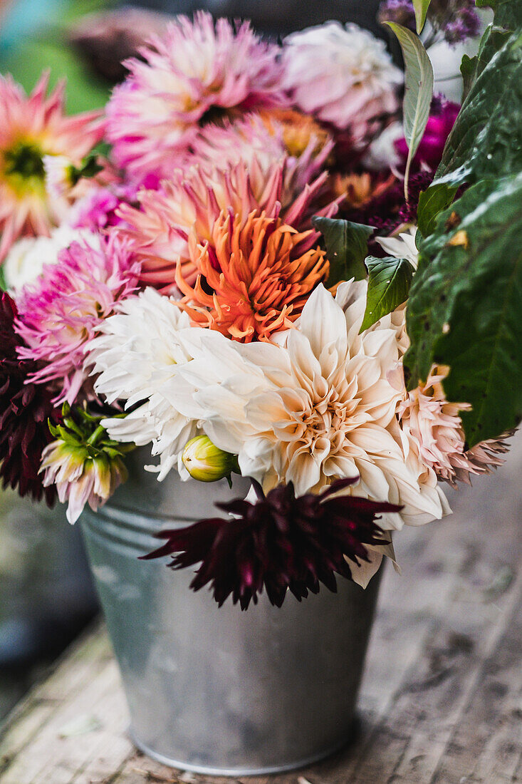 Various dahlias in a bucket (Dahlia)