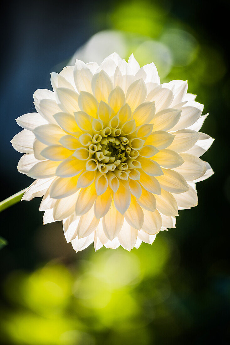 A white dahlia, backlit (Dahlia)