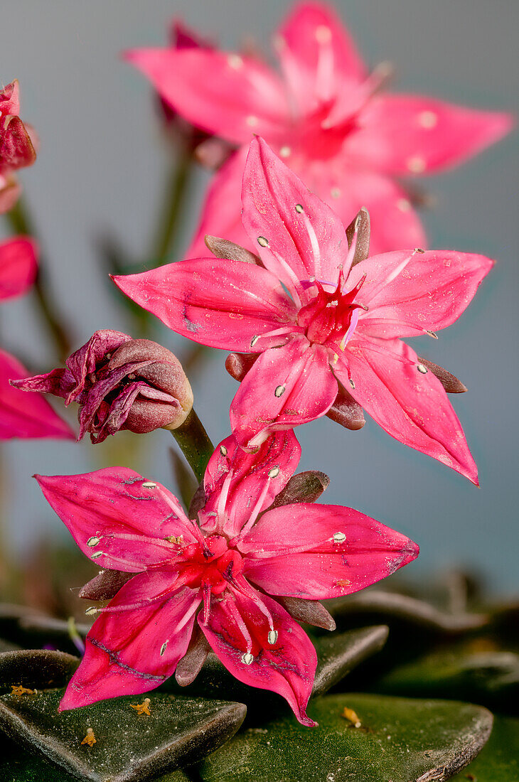 Rosa Blüten von Graptopetalum (Graptopetalum bellum)