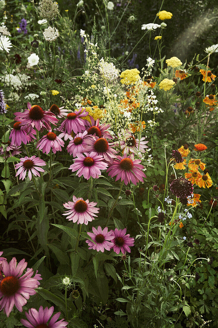 Purple coneflower in the garden