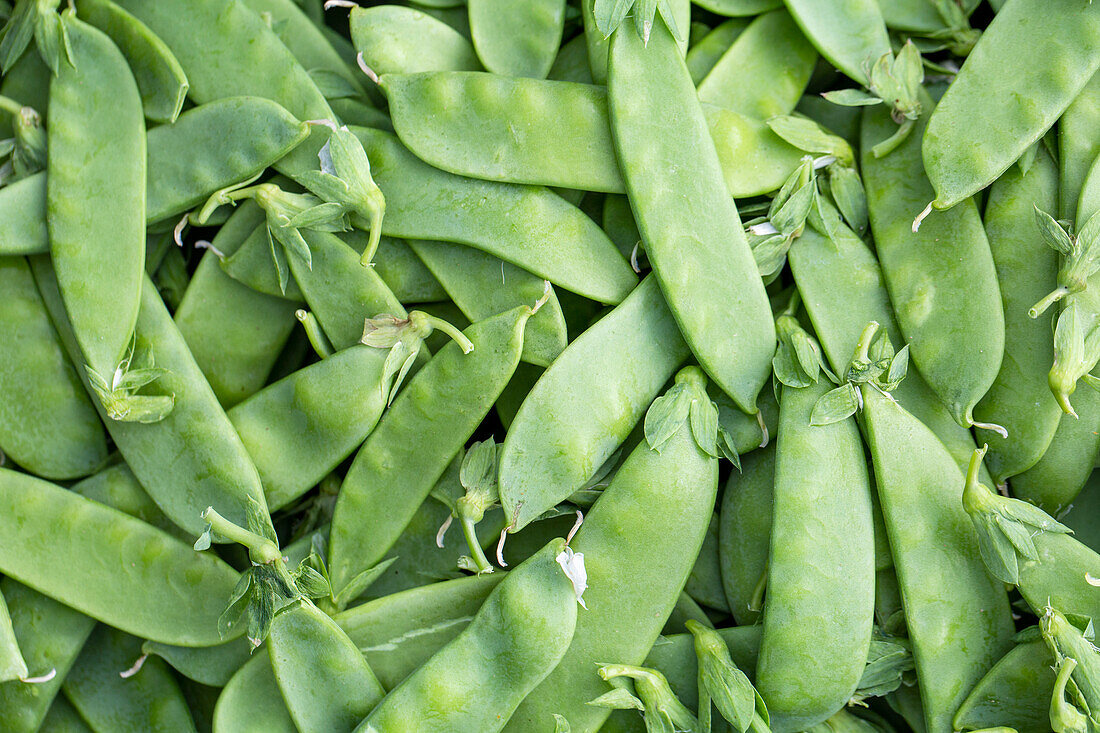 Full frame background of many ripe snow peas