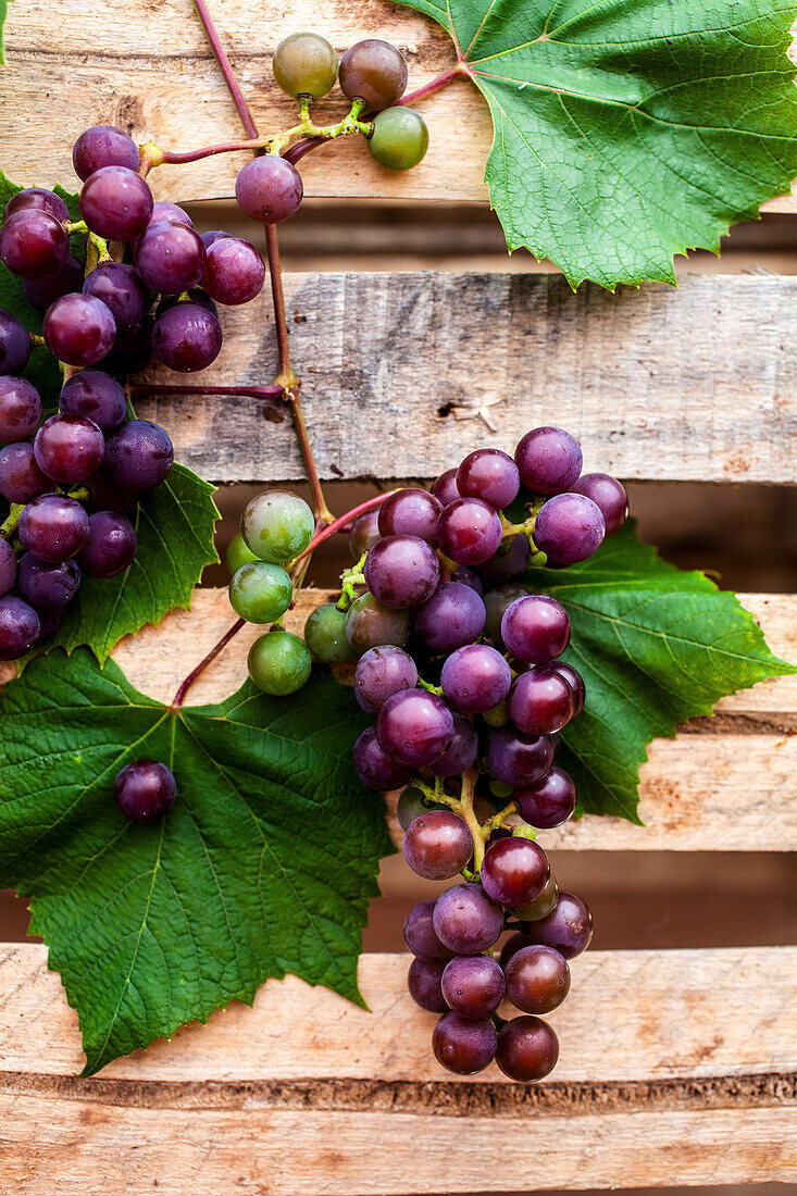 Red grapes with leaves