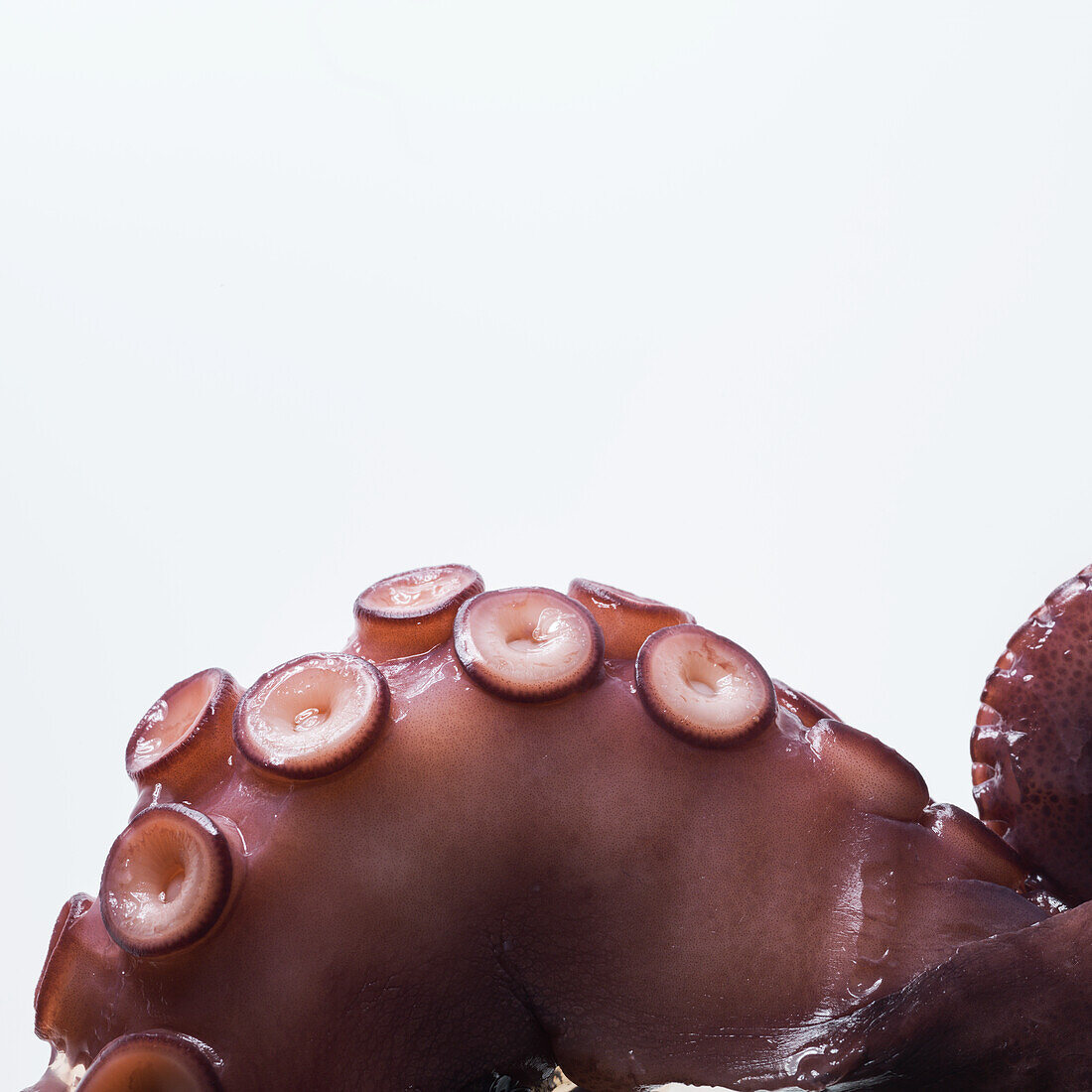 Octopus tentacles (close-up)
