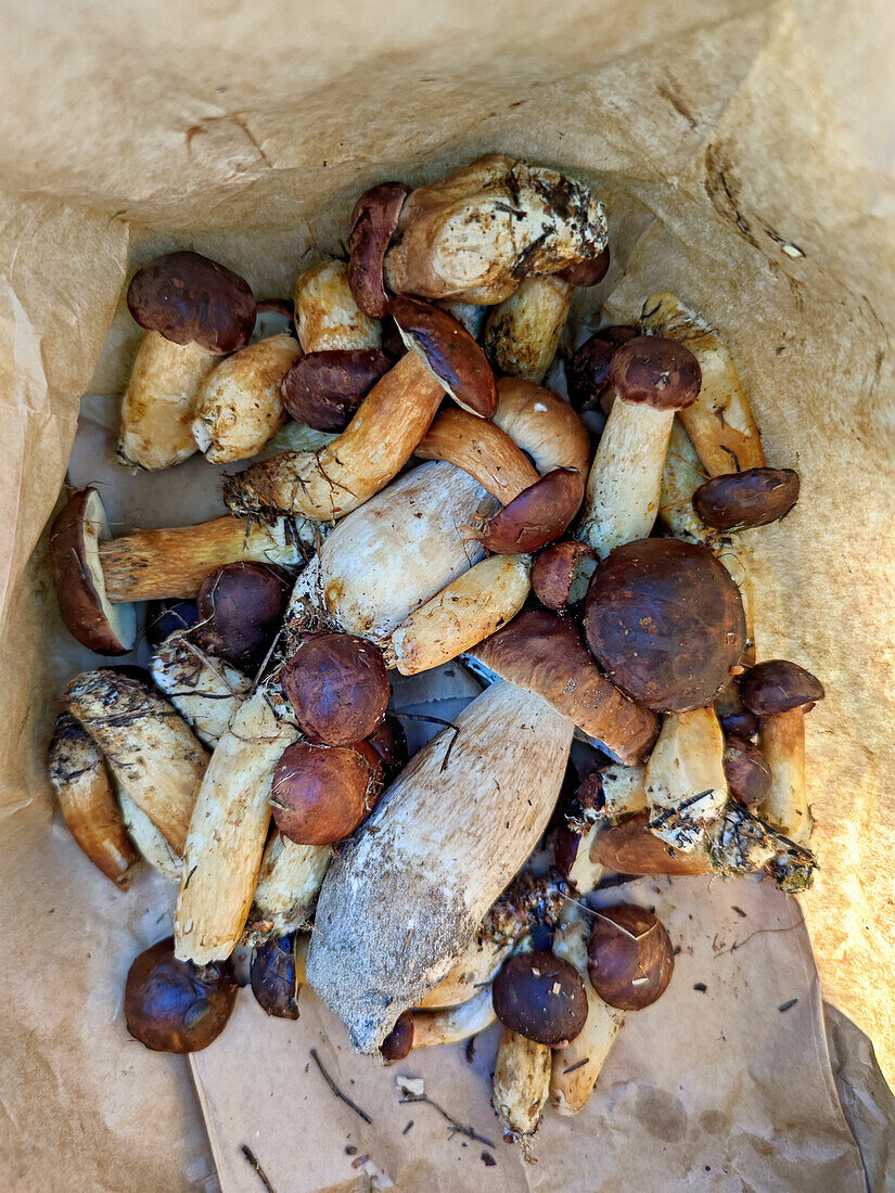 Porcini mushrooms and chestnut bolete