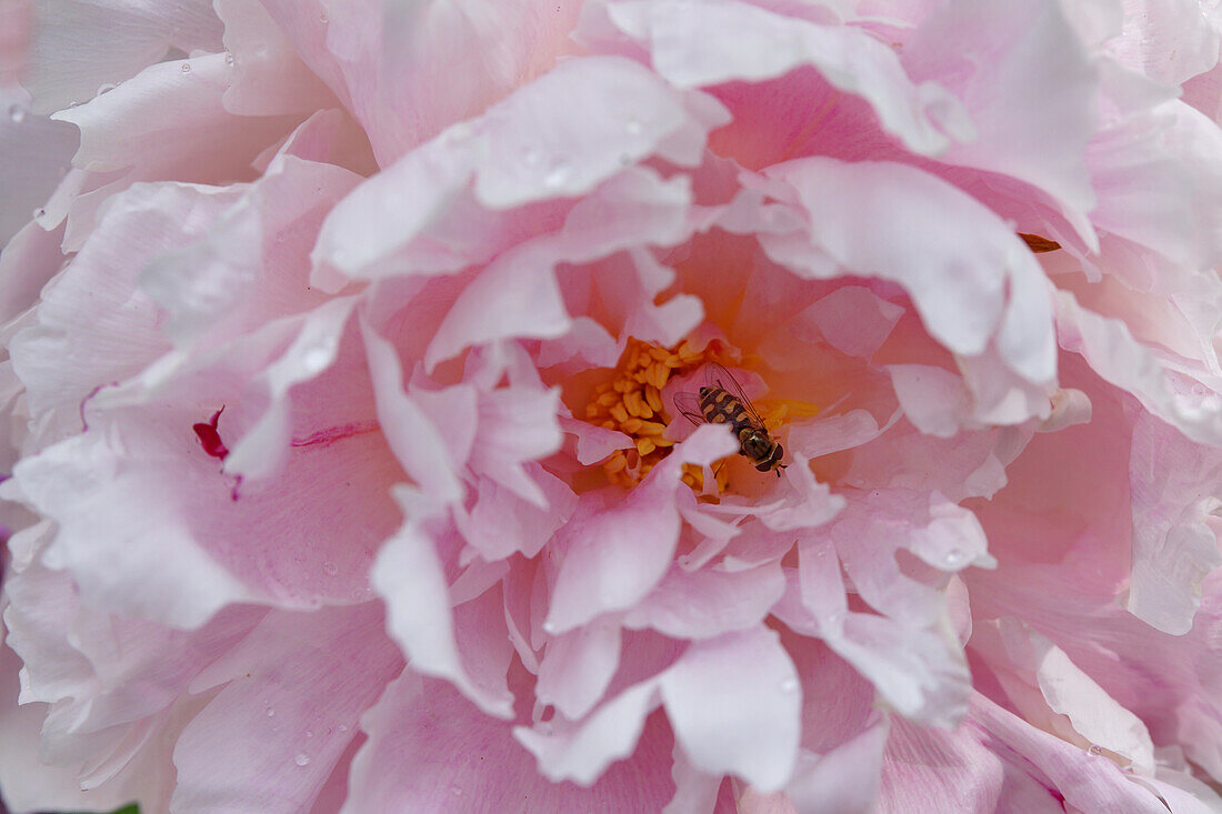 Peony, pink blossom with bee (Paeonia), macro shot