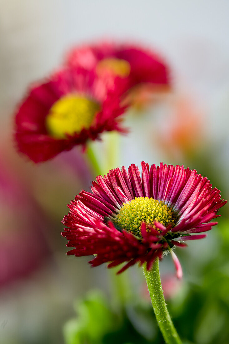 Red daisy (Bellis perennis), garden form