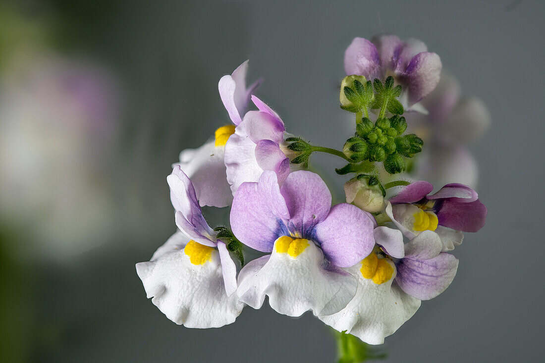 Elfenspiegel (Nemesia Fruticans-Hybriden), Gartenform, Sommerblüher