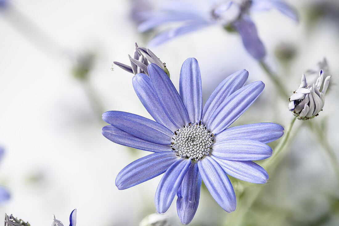 Blue flowers of the common ragwort, garden cineraria (Pericallishybride)