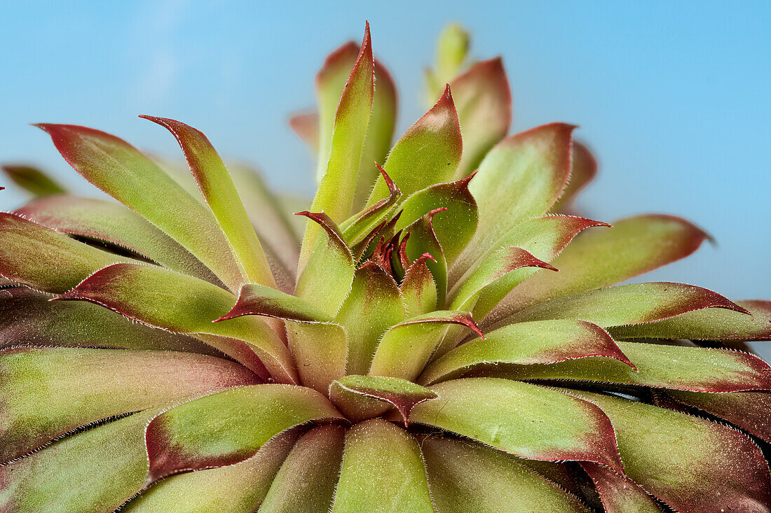 Leaves of houseleek (Sempervivum arachnoideum), portrait