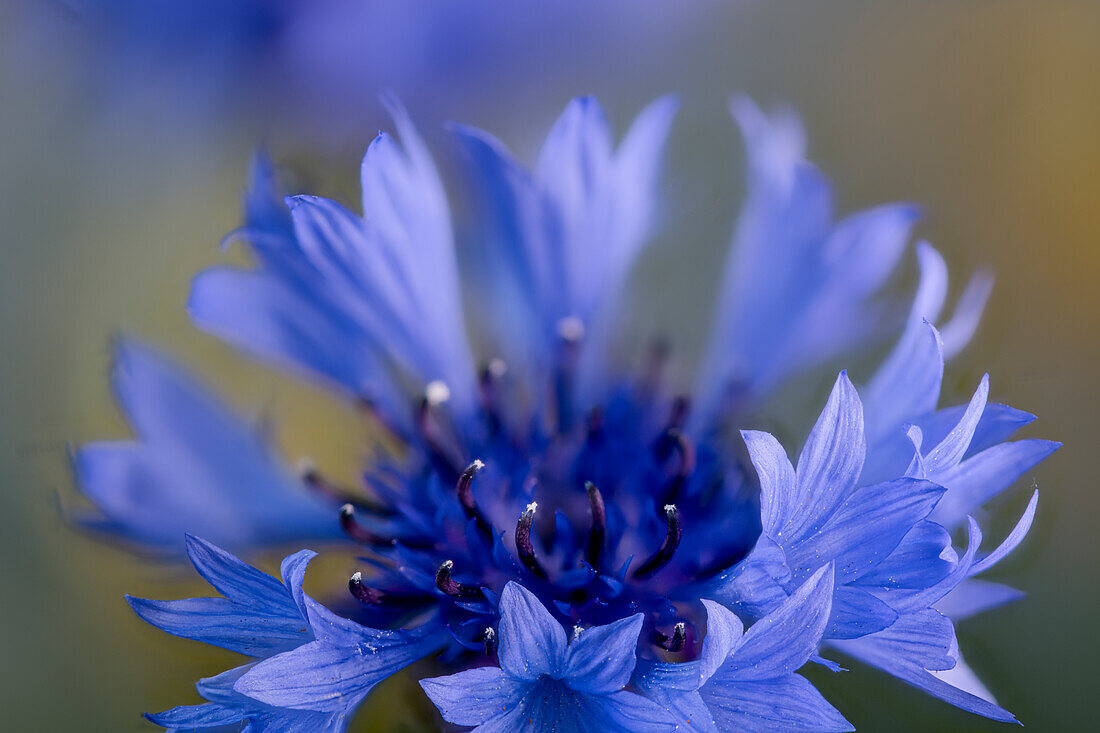 Blue flowers of the cornflower, (Centaurea cyanus), cyane, inflorescences