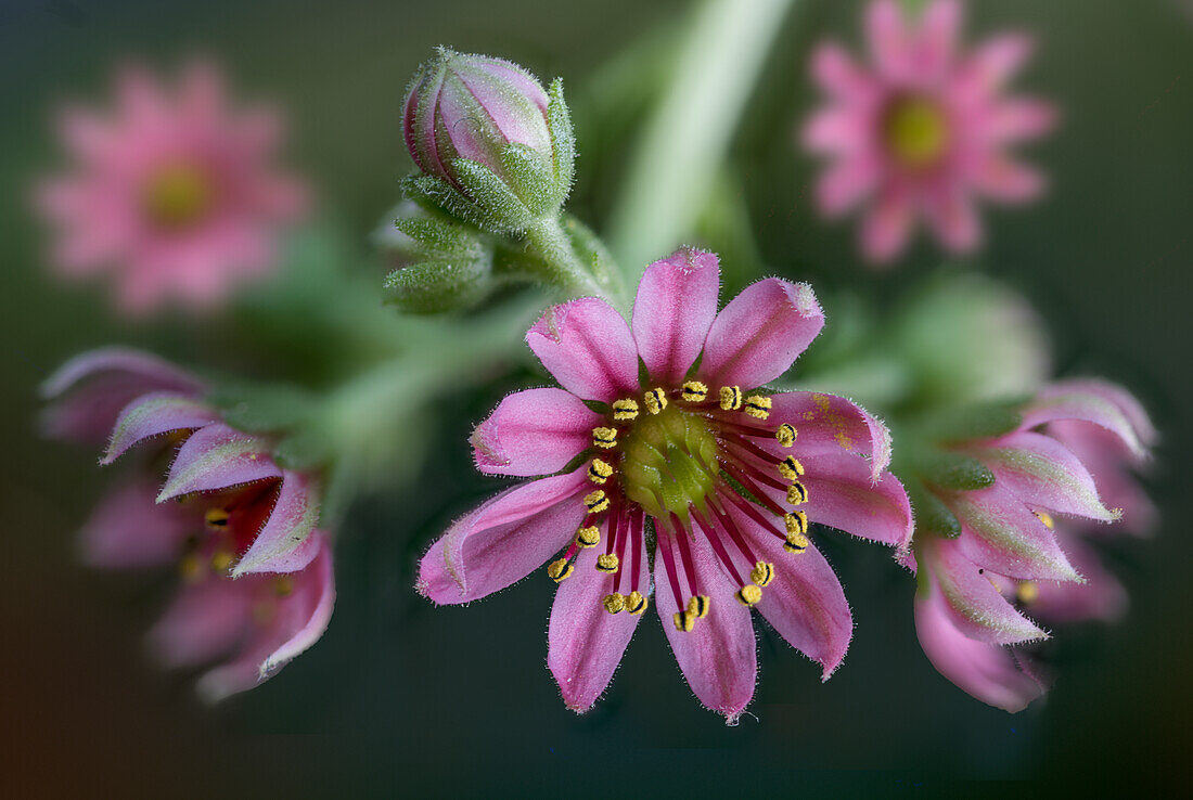 Rosa Hauswurzblüten, (Sempervivum arachnoideum)