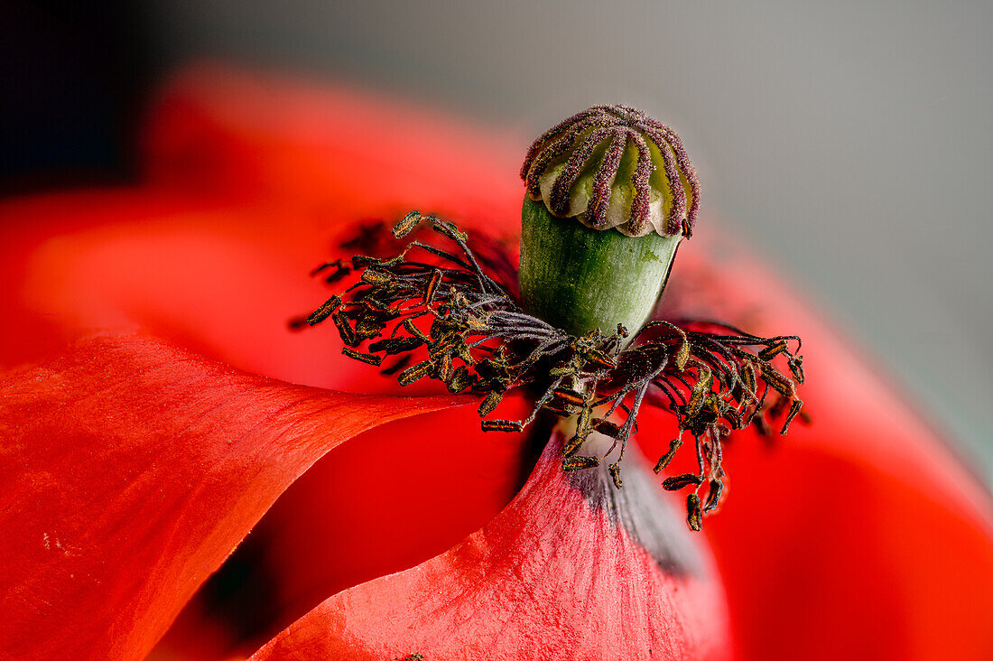 Pistils and stamens of poppy (Papaver rhoeas), macro photo