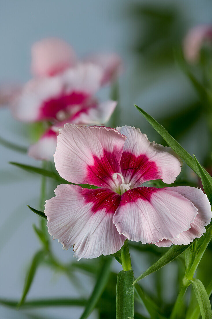 Pink carnation flowers (Dianthus), garden form