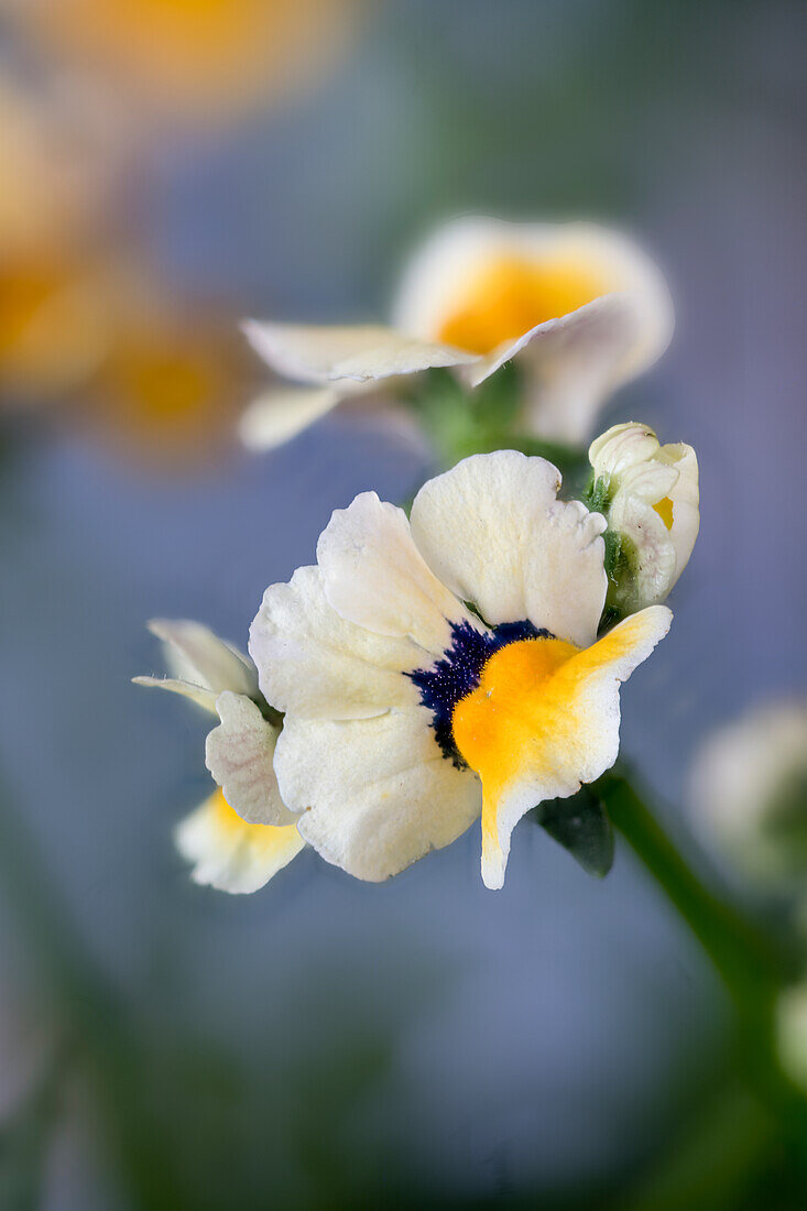 Nemesia x fruticans, garden form, summer bloomer, Cape Jewels