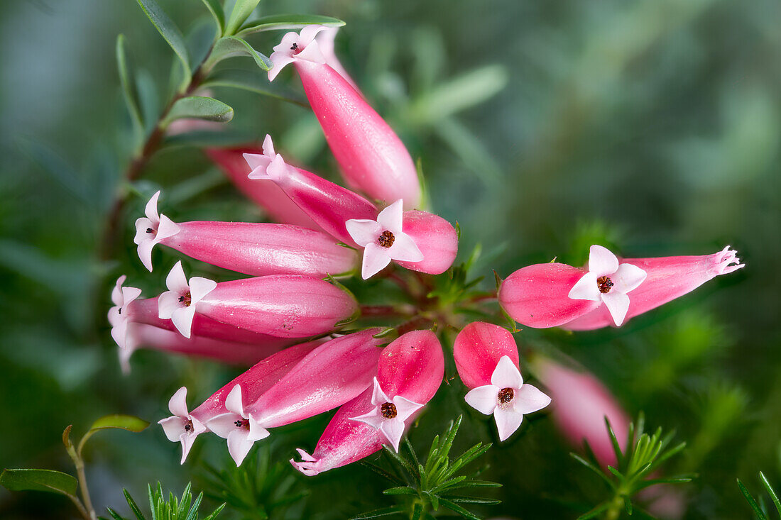 Red flowers of the wax heath (Erica ventricosa) from South Africa