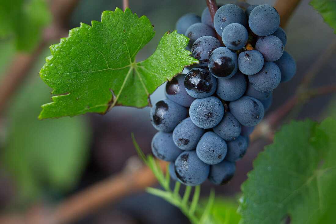 Pinot Noir grapes on the vine