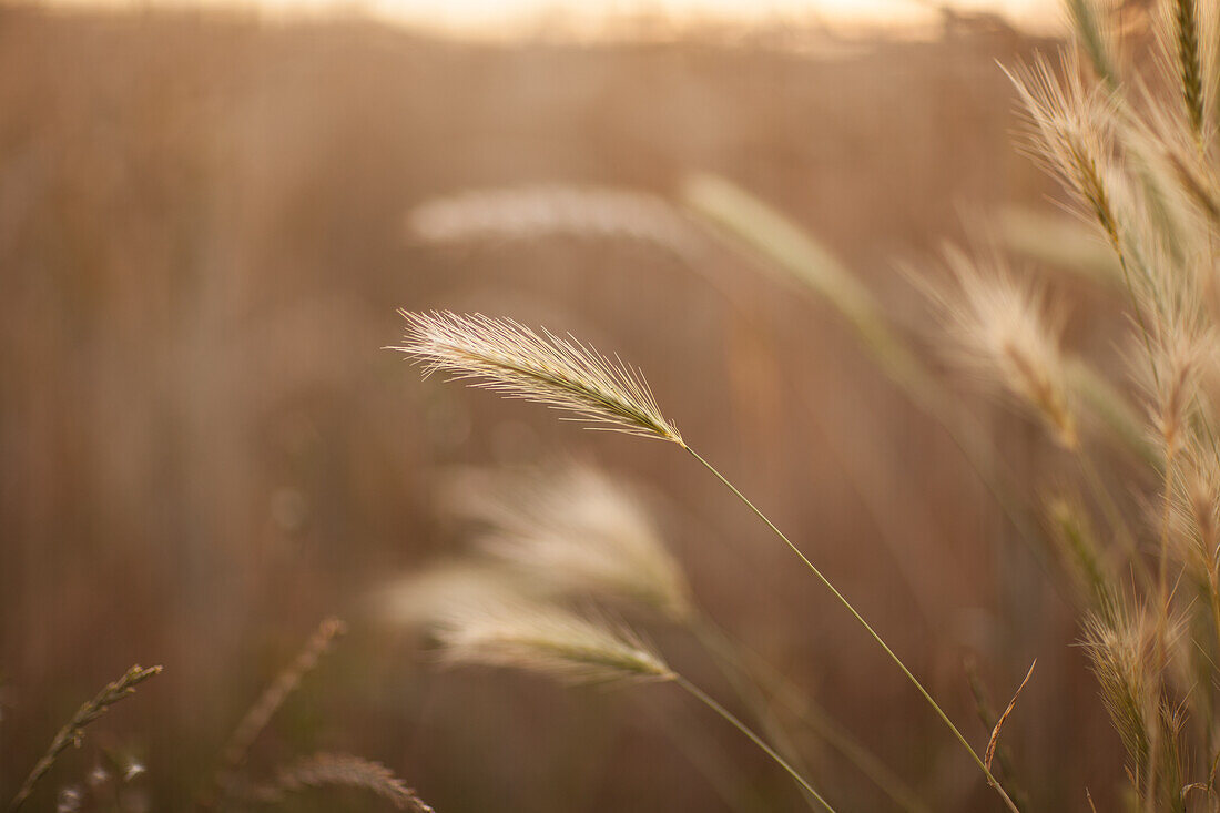 Ears of rye