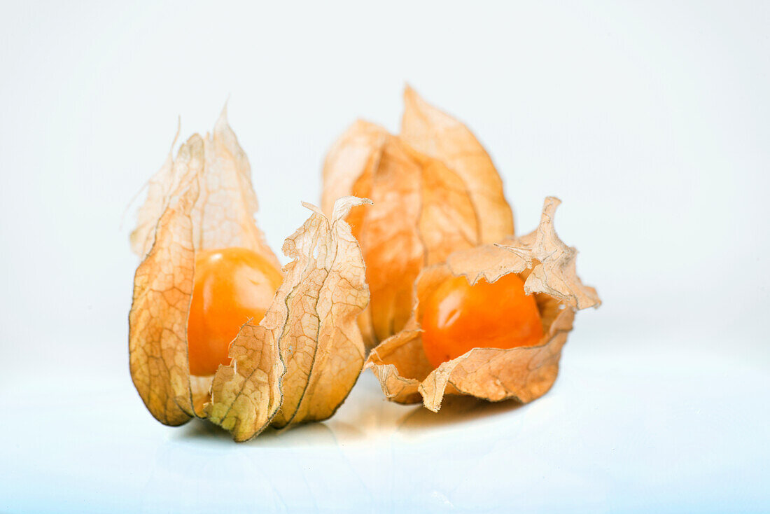 Physalis vor weißem Hintergrund