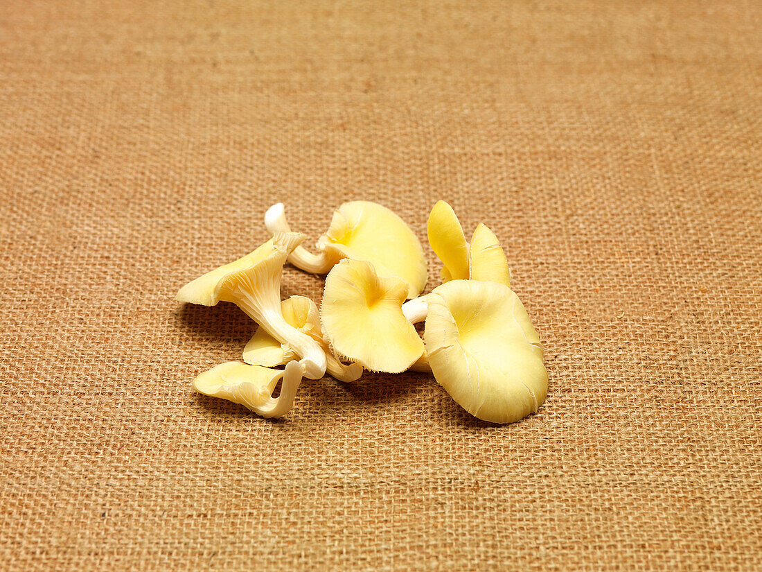 Yellow oyster mushrooms on burlap