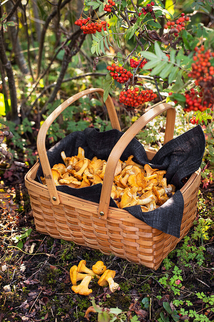 Freshly collected chanterelles in a basket on forest floor