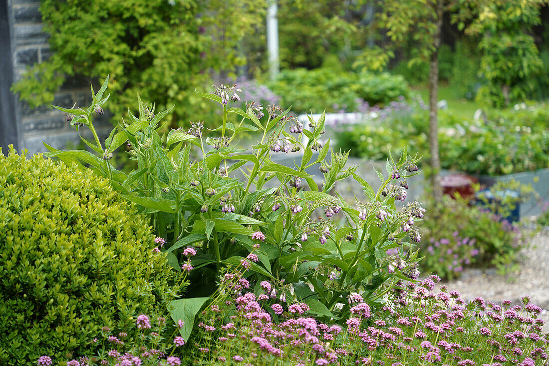 Beinwellpflanze (Symphytum officinale) im Nutzgarten