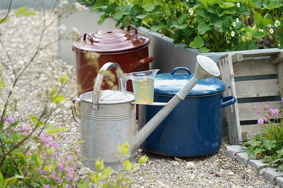 Natural liquid fertilizer from comfrey, watering can and enamel boiling pots