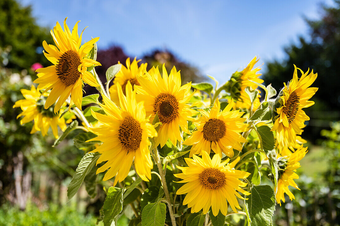 Sunflowers in a bed (Helianthus annuus)