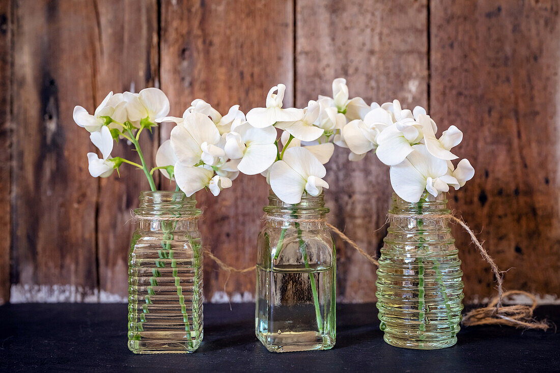 White vetches in 3 small vases on a wooden tray (Vicia)