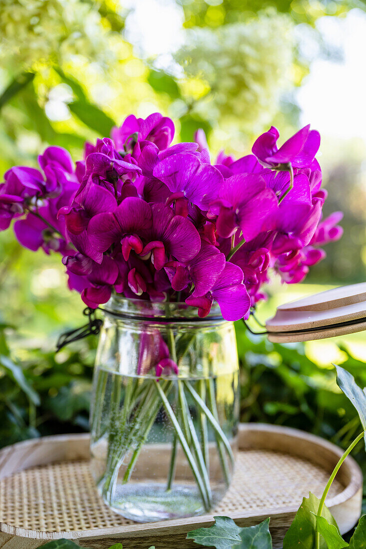 Pink vetches in a glass vase (Vicia)