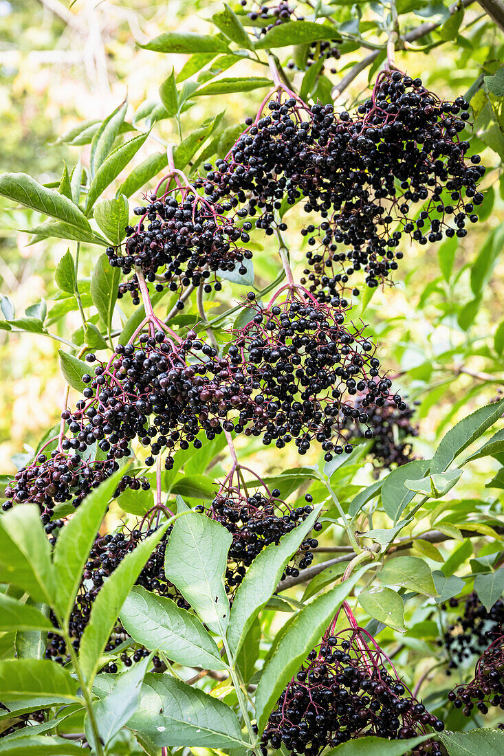 Reife Holunderbeeren am Strauch