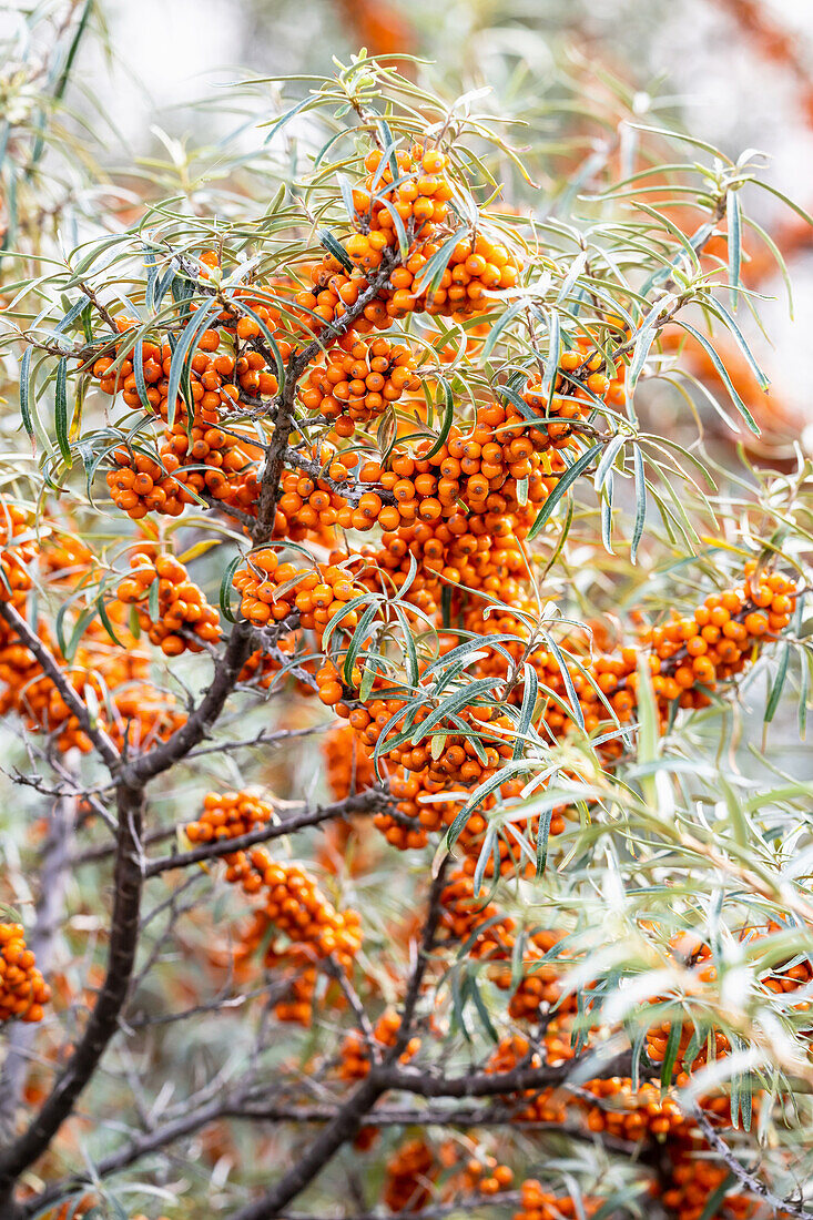 A sea buckthorn tree with berries (Hippophae rhamnoides)
