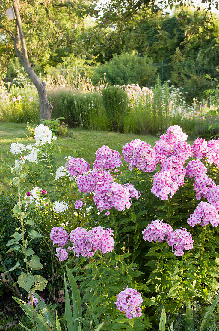 Rosa Flammenblumen (Phlox) in einem naturnahen Garten