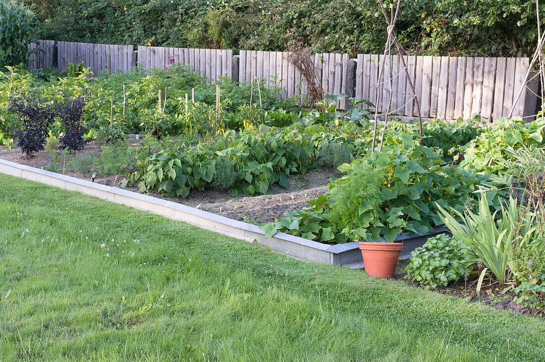 A lush vegetable patch surrounded by a metal snail fence