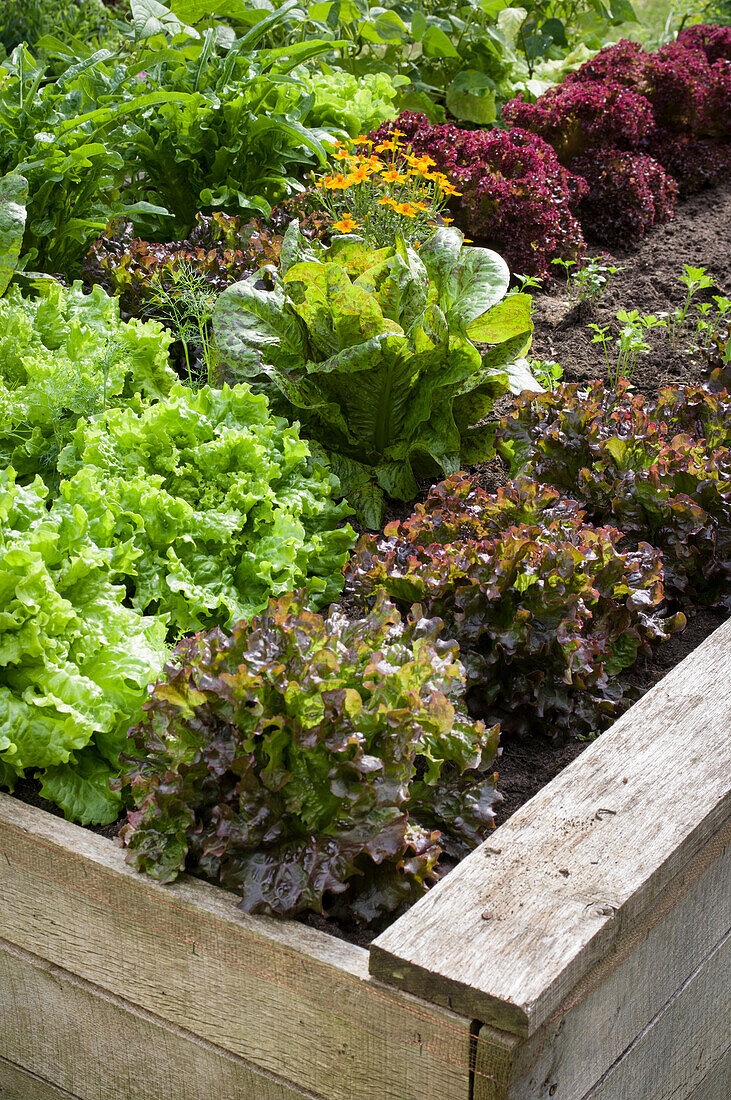 Mixed cultivation: various lettuces