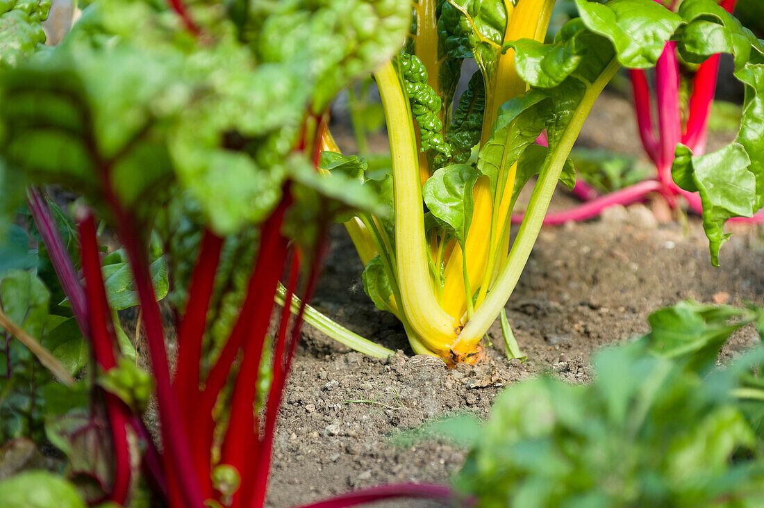 Colorful chard in a bed