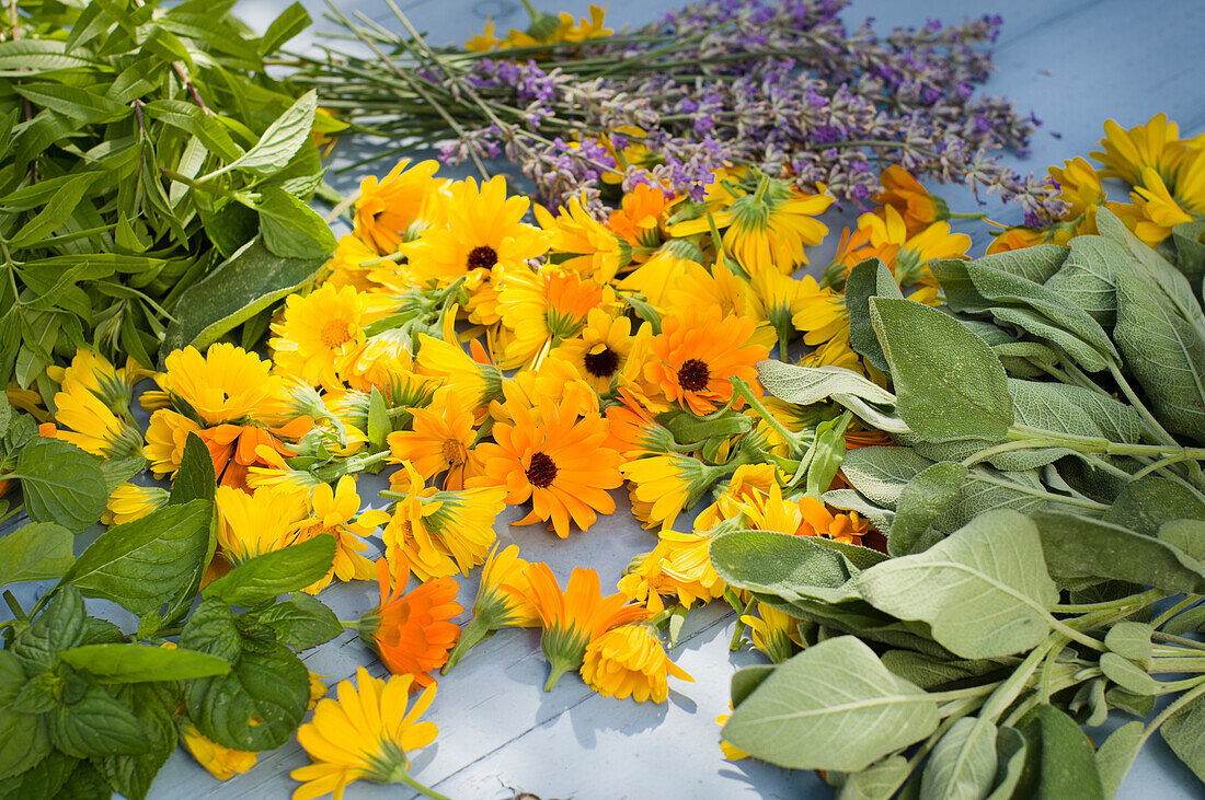 Frisch geschnittene Teekräuter und Ringelblumen (Calendula) auf Holztisch