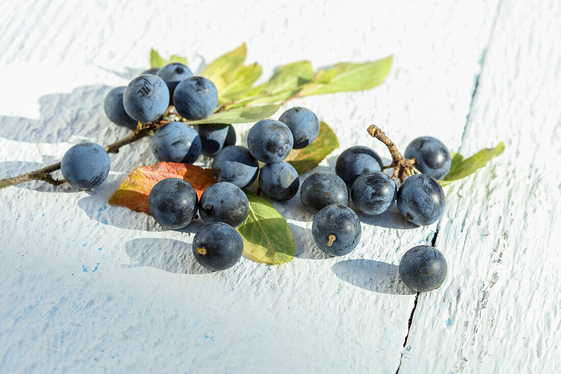 Sloes on a white wooden background