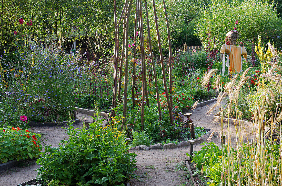 A farm garden in summer with flower beds, a scarecrow and a bean teepee