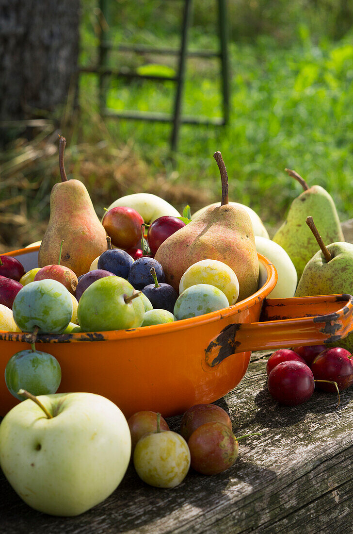 Freshly harvested colourful garden fruit in an enamel sieve, tree and ladder in the background