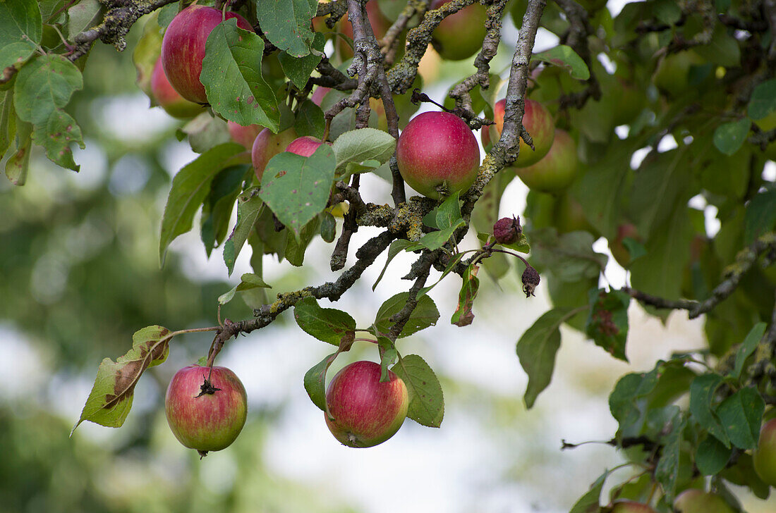 Rotbackige Äpfel hängen an einem Ast