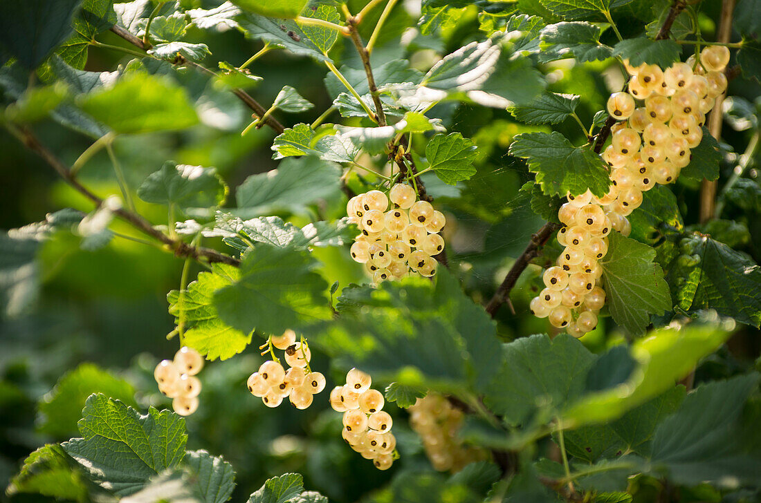 Bush of White currants