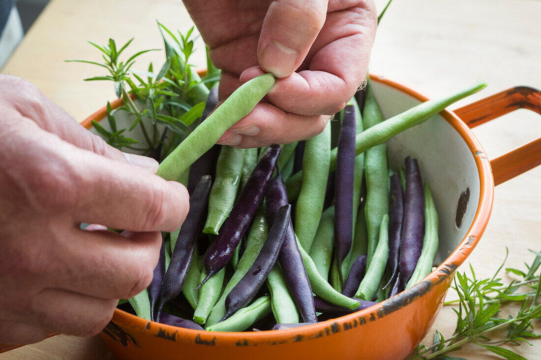 Frisch geerntete grüne und violette Bohnen putzen