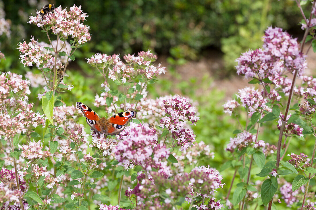 Flowering oregano with a bumblebee and a butterfly