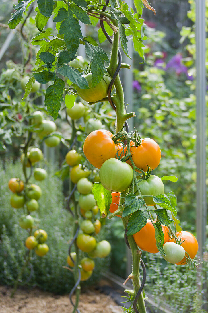 Orange Tomaten 'Jubilee', Früchte an Rebe