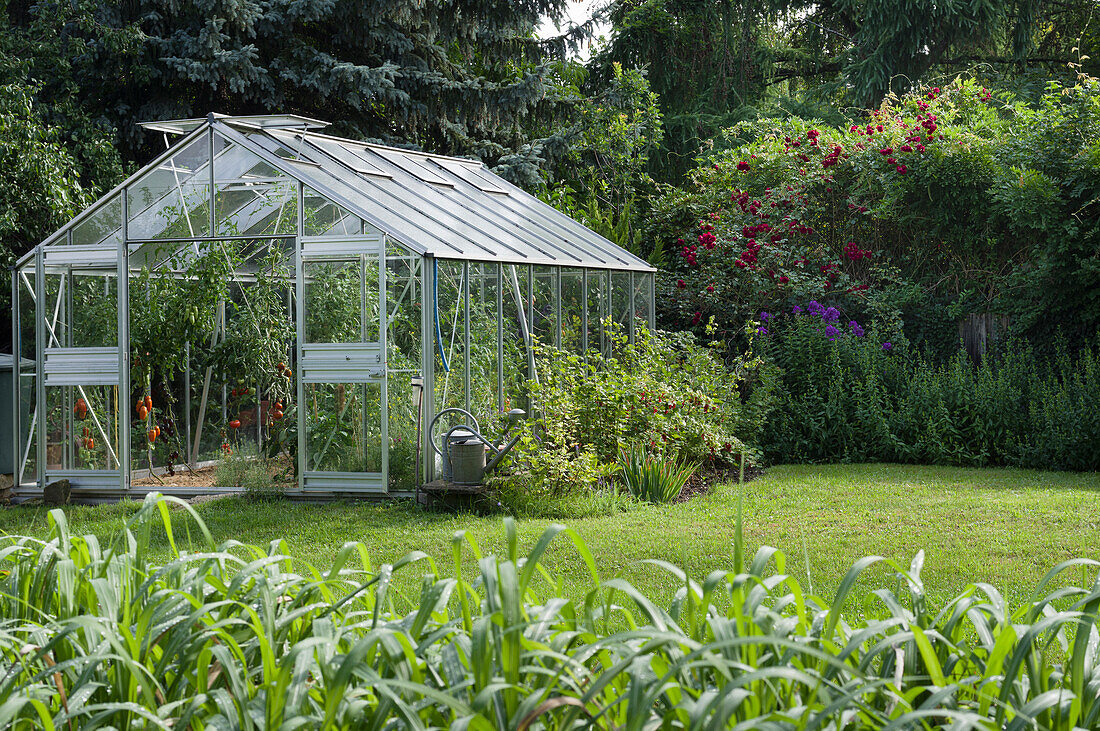 A greenhouse with tomatoes in a garden