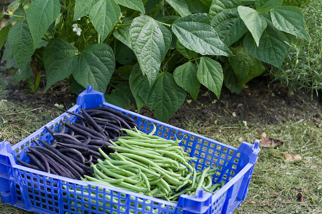 Green and black beans being harvested in a garden
