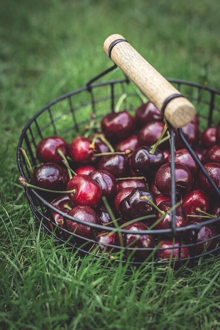 Cherries in a basket on meadow